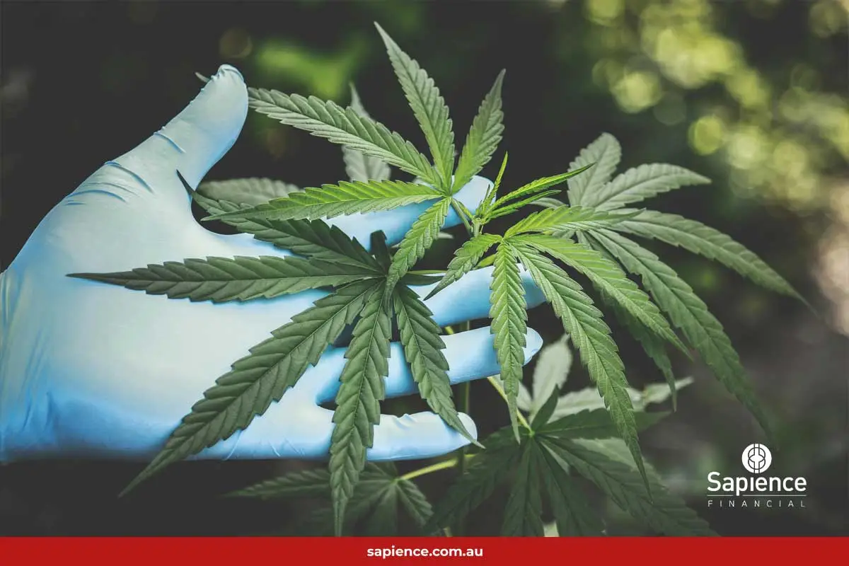 medical gloved hand holding with marijuana leaf