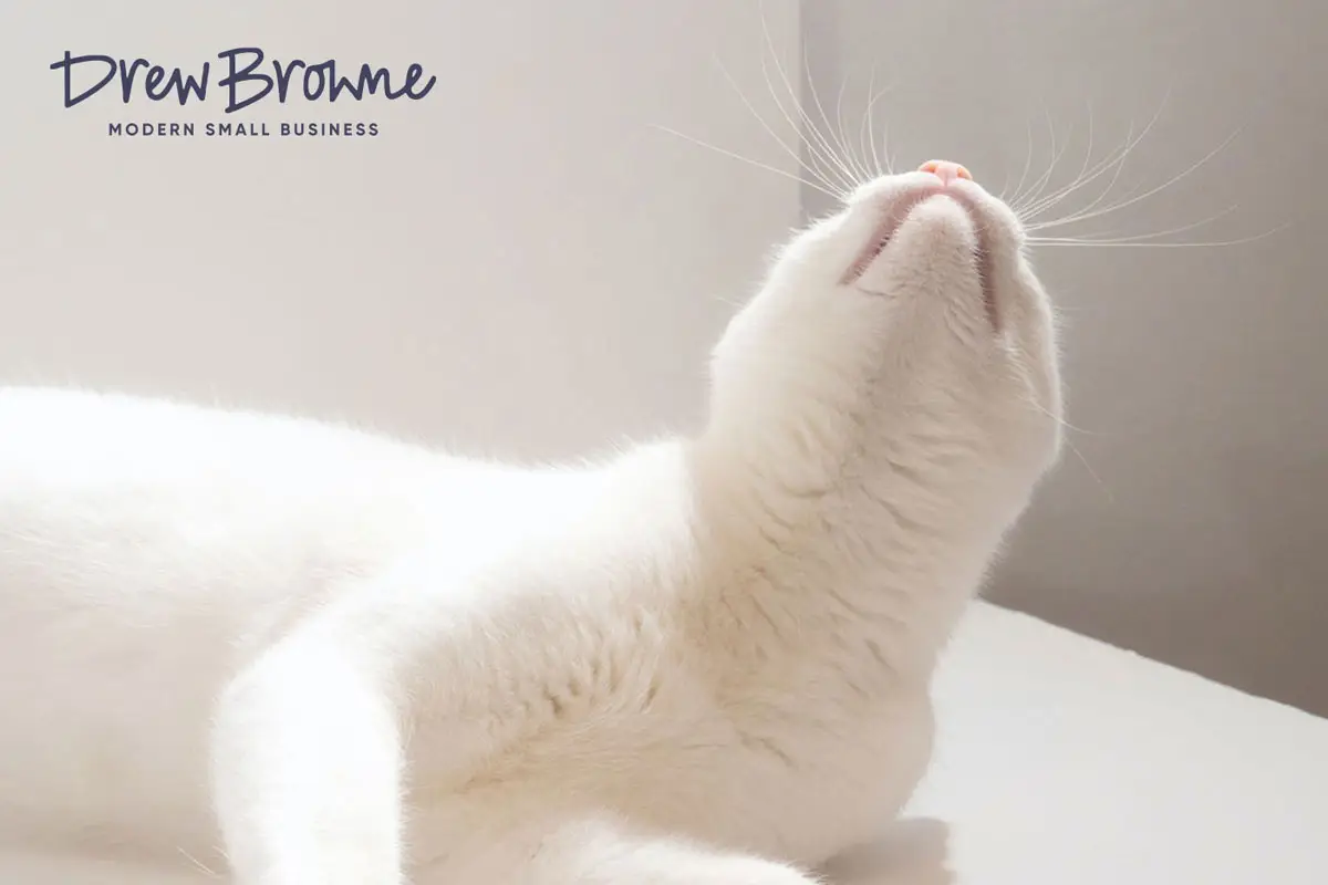 a beautiful white haired cat on a white floor in a cream white room