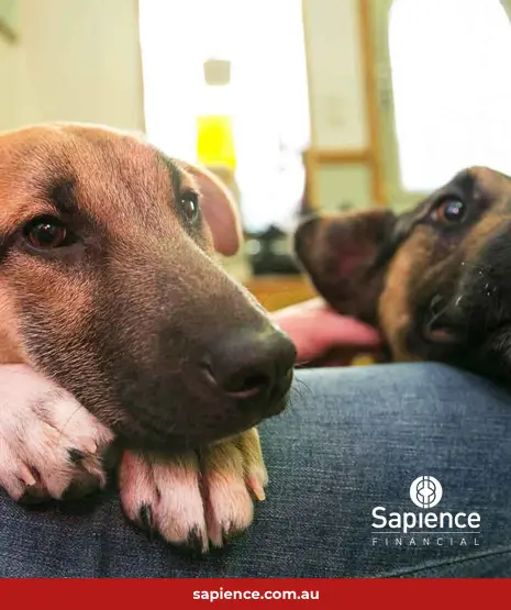 two dogs resting on owners knee