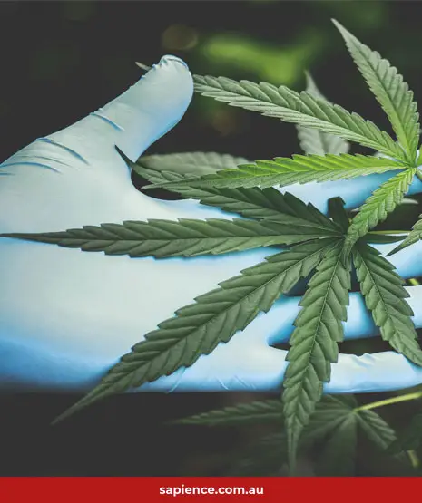medical gloved hand holding with marijuana leaf
