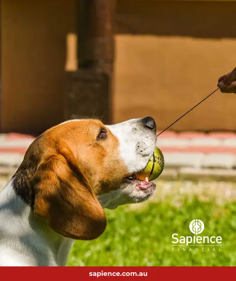 dog holding ball that young girl wants