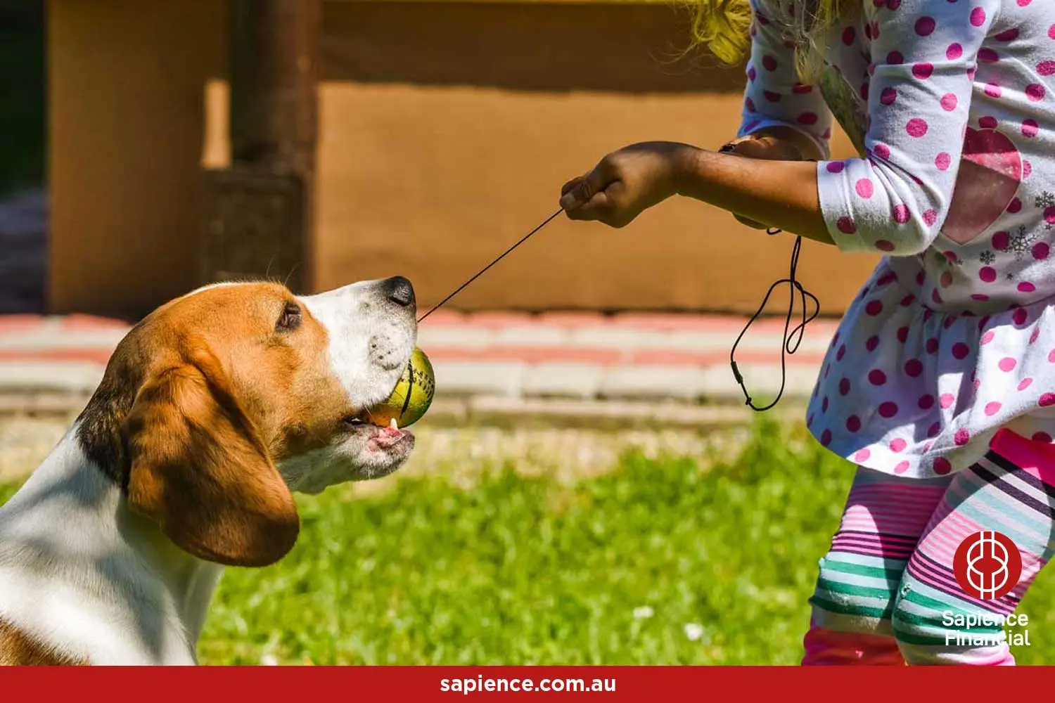 basset hound holding onto a ball on a string